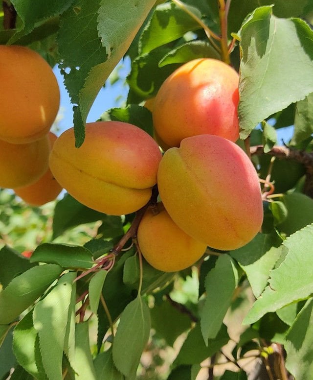 Organik Kayısı (500gr)