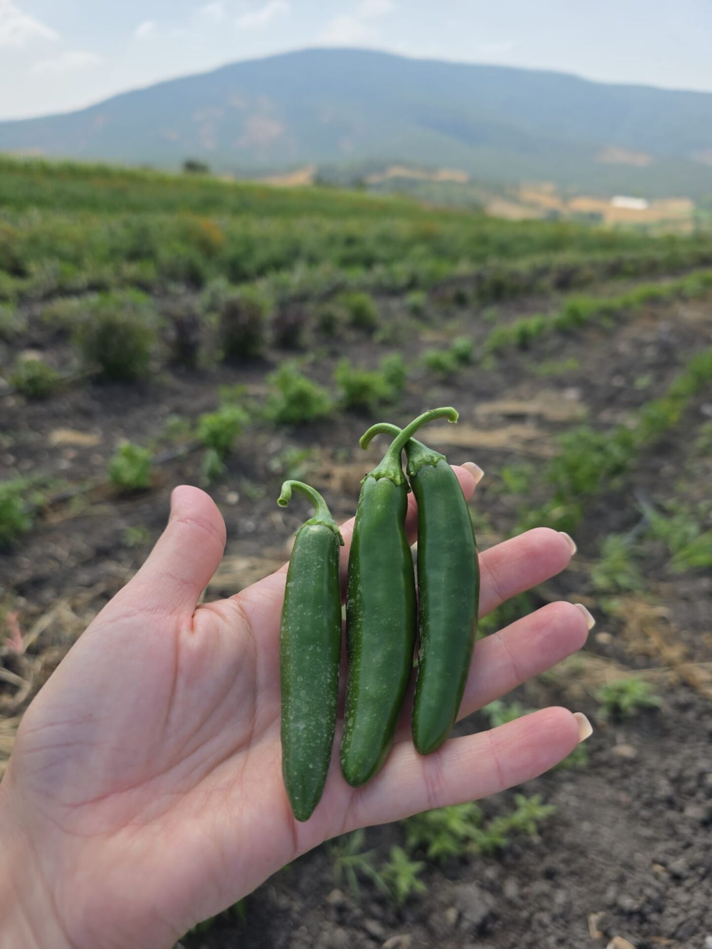 Organik Jalapeno Biber - Acı (125gr)