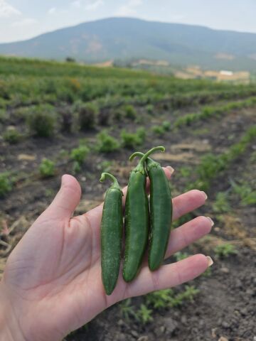 Organik Jalapeno Biber - Acı (200gr)