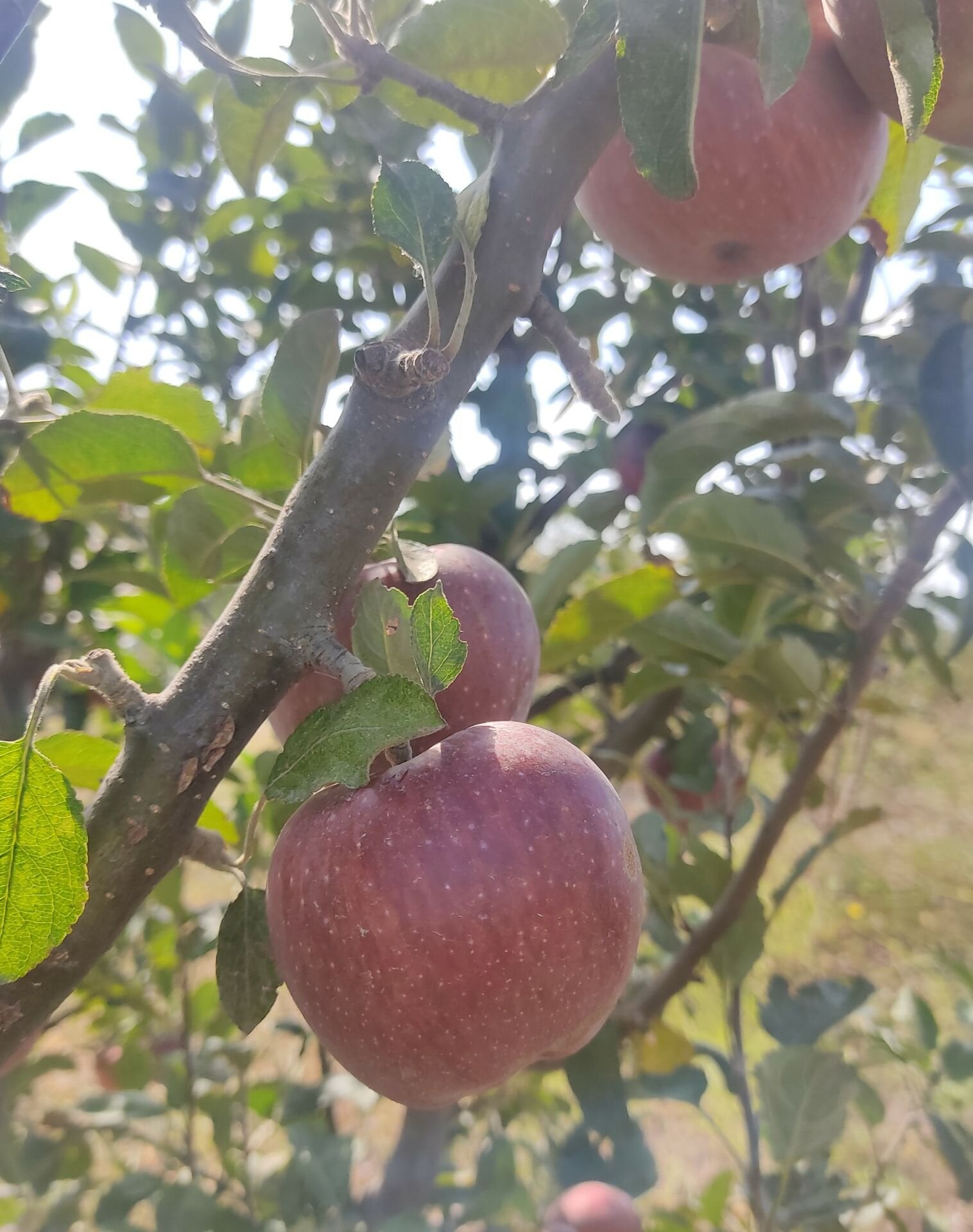 Organik Kırmızı Eylül Elması (500gr)