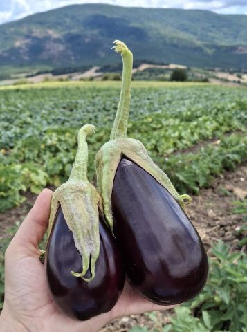 Organik Adana Patlıcanı (500gr)