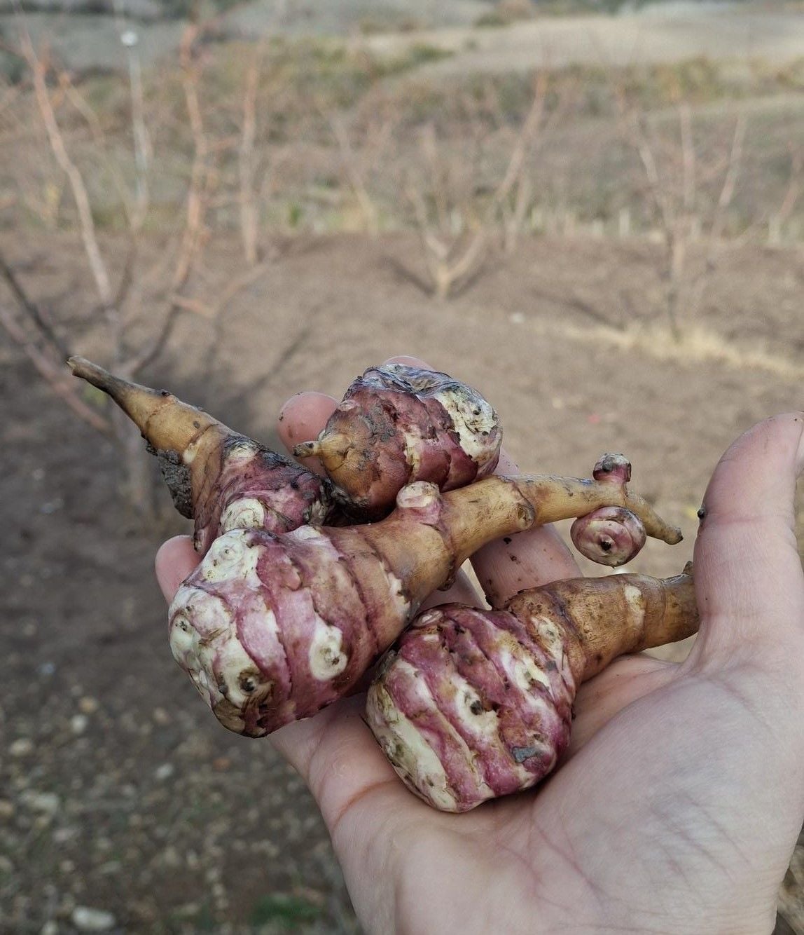 Organik Yer Elması (1Kg)