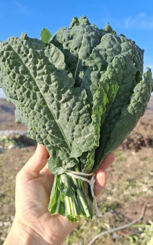 Organik Kale Yaprağı (150gr)